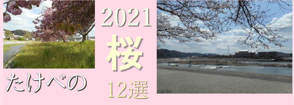 桜12選