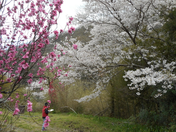 たけべの桜