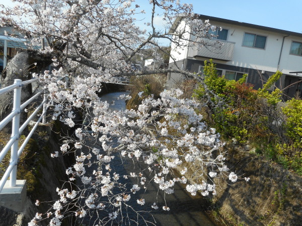 たけべの桜