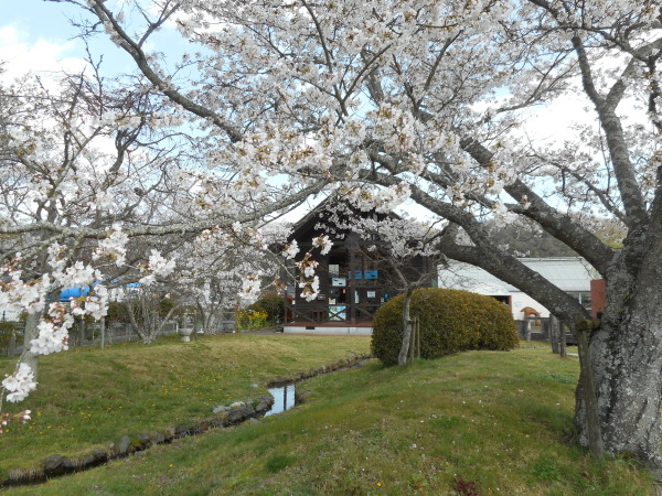 たけべの桜