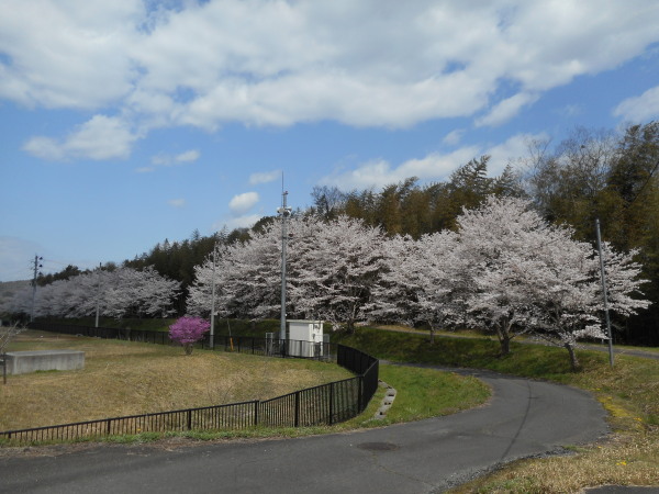 たけべの桜