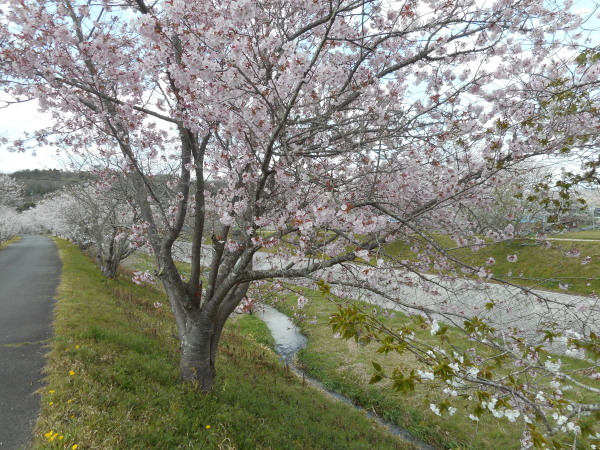 たけべの桜