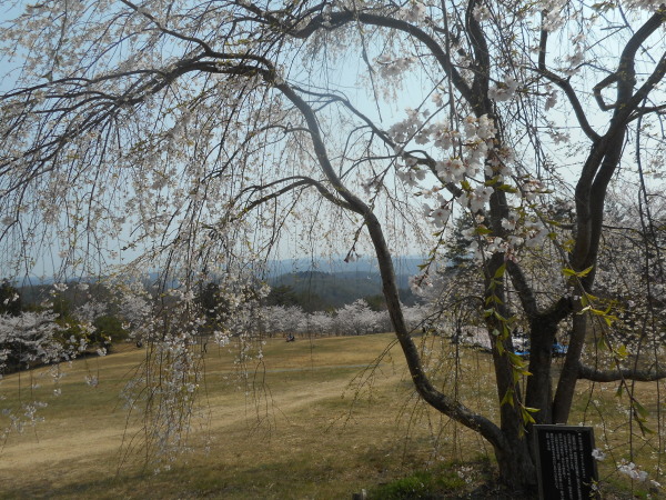 たけべの桜