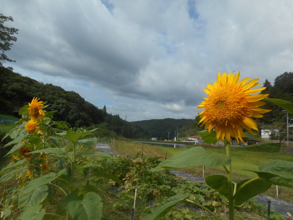 建部暑中お見舞い