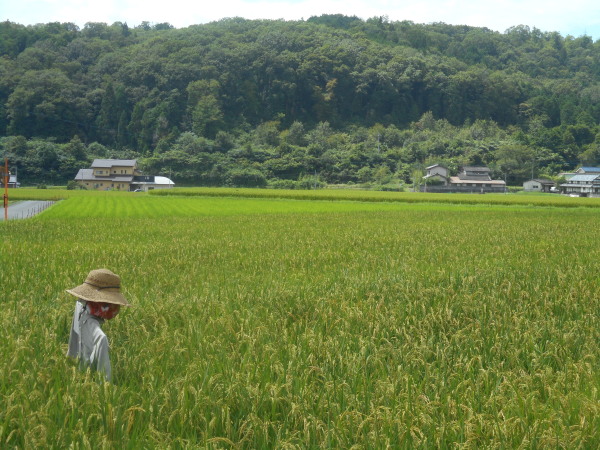 建部暑中お見舞い