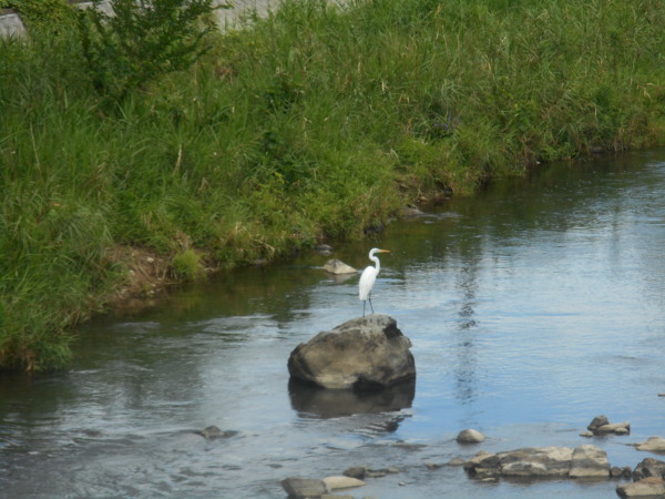 建部暑中お見舞い