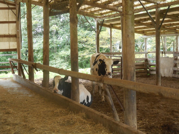 建部暑中お見舞い
