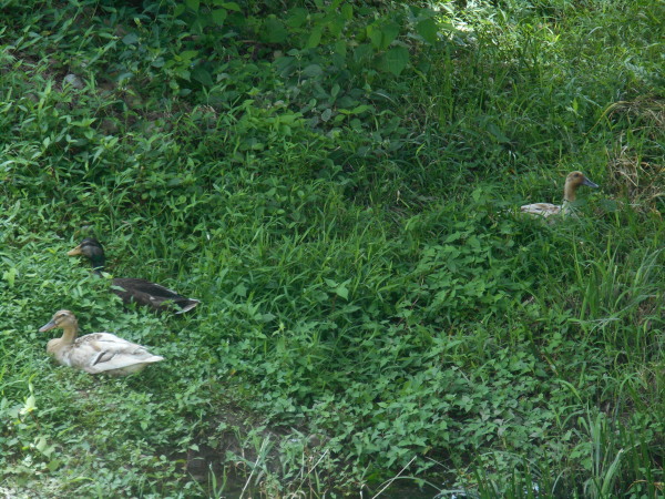建部暑中お見舞い