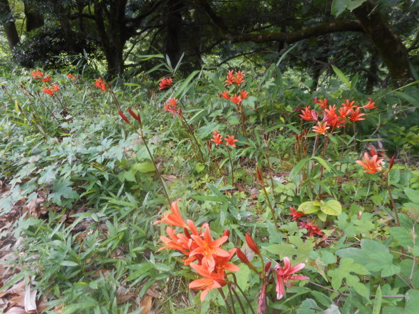 建部暑中お見舞い