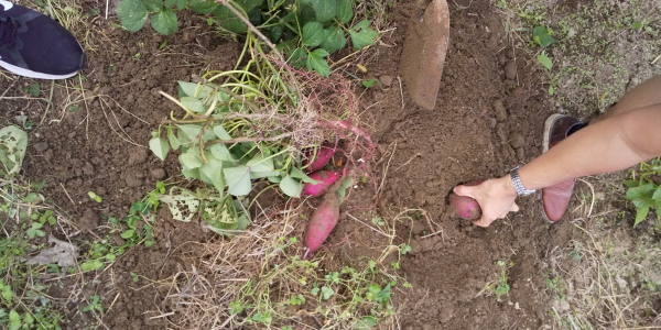 ほったらかし農園