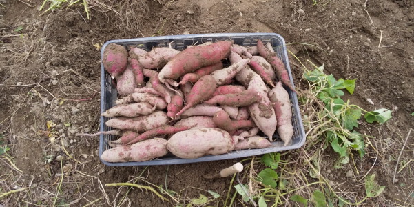 ほったらかし農園