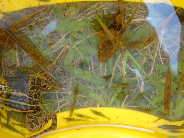 建部小学校田地子川