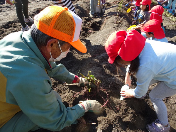 子ども園芋掘り