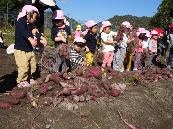 子ども園芋掘り