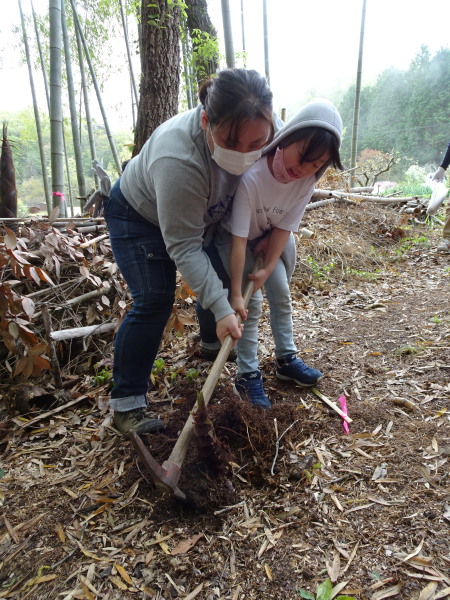 タケノコ掘り