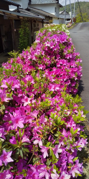 ゴールデンウイーク