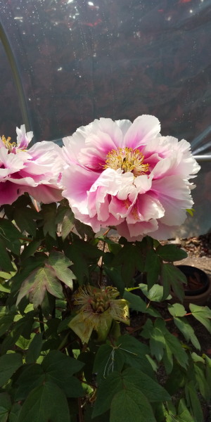 ゴールデンウイーク