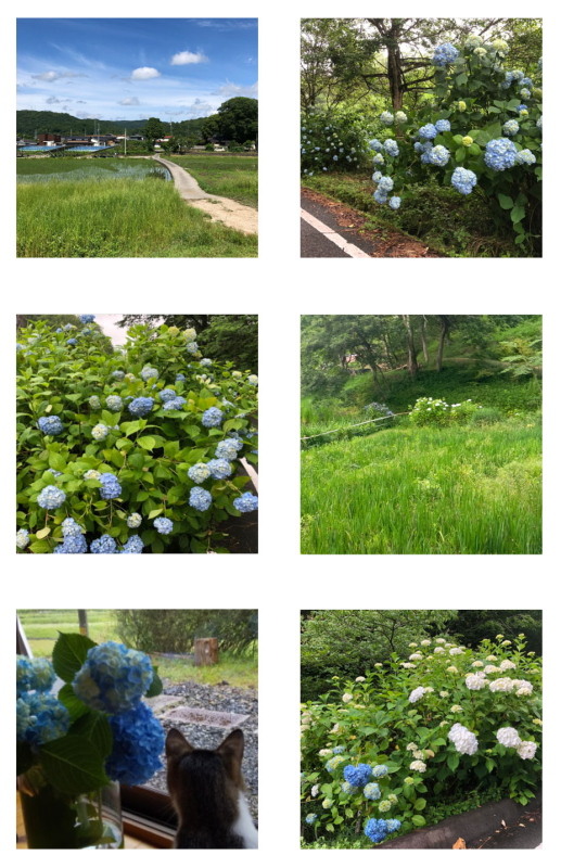 アジサイ