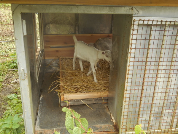 ヤギさんお目見え