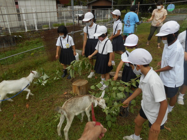 ヤギさんお目見え
