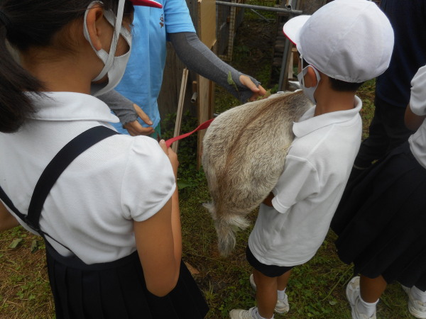 ヤギさんお目見え