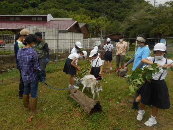 ヤギさんお目見え
