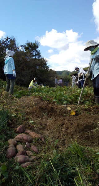 芋掘り
