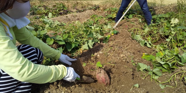 芋掘り