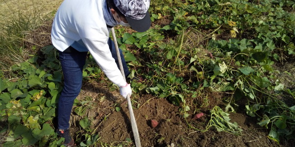 芋掘り