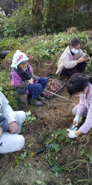 芋掘り