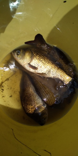 大井手用水魚とり