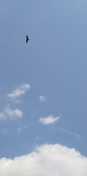 大井手用水魚とり