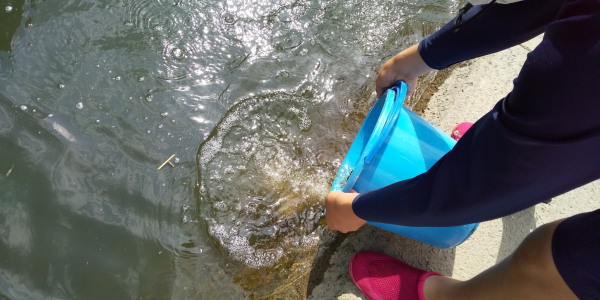 大井手用水魚とり