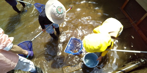 大井手用水魚とり
