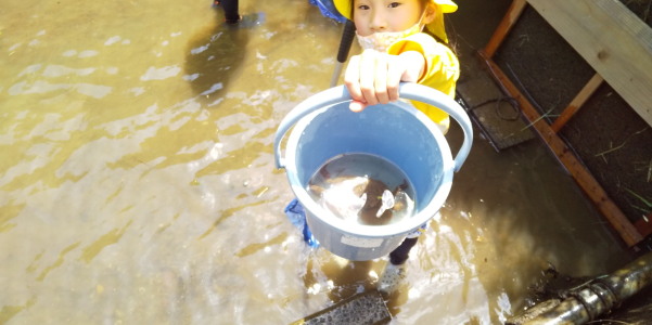 大井手用水魚とり