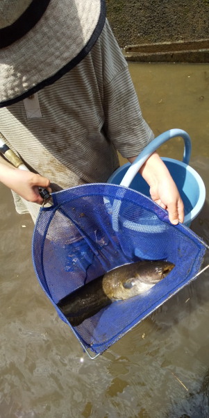 大井手用水魚とり