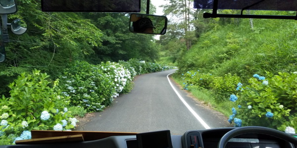 アジサイを観たくて