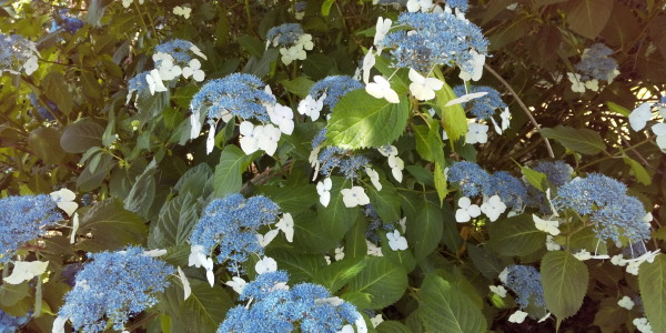 アジサイを観たくて