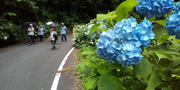 アジサイを観たくて