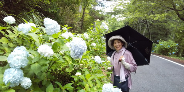 アジサイを観たくて