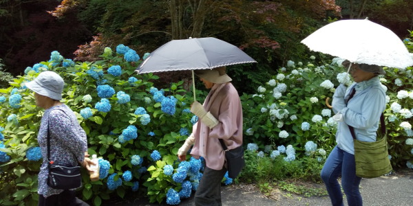 アジサイを観たくて