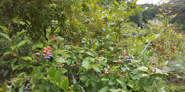 ブルーベリー摘み