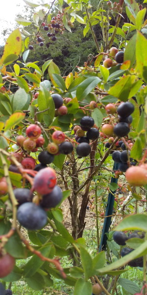 ブルーベリー摘み