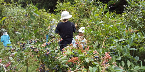ブルーベリー摘み