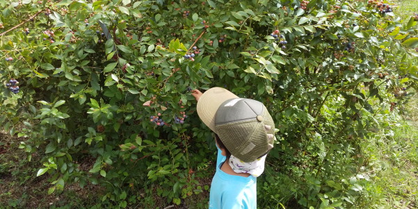 ブルーベリー摘み