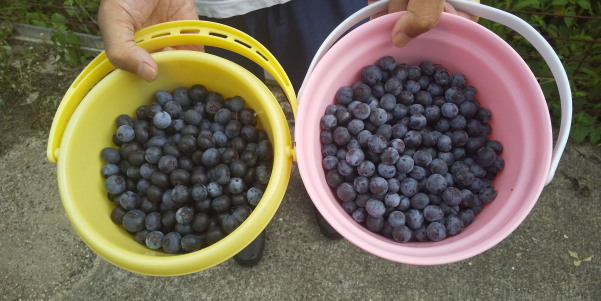 ブルーベリー摘み