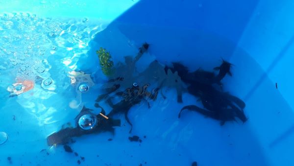 福渡みんなの防災団