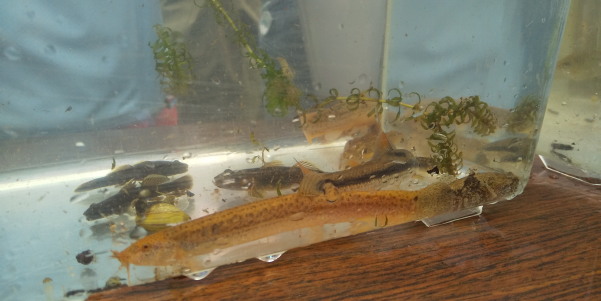 田地子川の魚とり