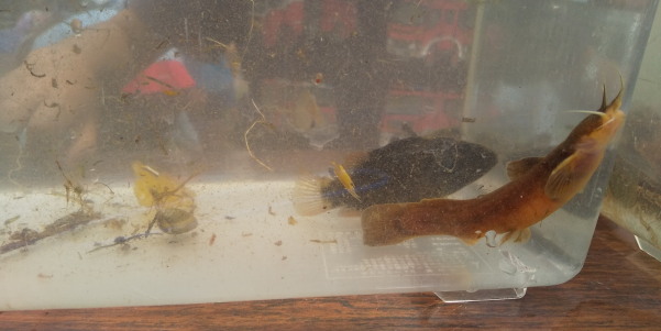 田地子川の魚とり