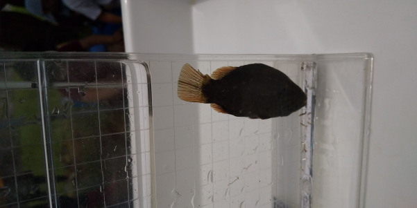 田地子川の魚とり